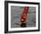 Woman Praying on the Banks of the River Ganges Fills Water into a Copper Vessel for a Ritual-null-Framed Photographic Print