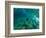 Woman Pretending to Be a Mermaid Swimming Underwater, Hawaii, USA-null-Framed Photographic Print