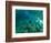 Woman Pretending to Be a Mermaid Swimming Underwater, Hawaii, USA-null-Framed Photographic Print