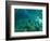 Woman Pretending to Be a Mermaid Swimming Underwater, Hawaii, USA-null-Framed Photographic Print