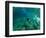 Woman Pretending to Be a Mermaid Swimming Underwater, Hawaii, USA-null-Framed Photographic Print