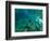 Woman Pretending to Be a Mermaid Swimming Underwater, Hawaii, USA-null-Framed Photographic Print