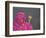 Woman Putting Flower Lamp onto the Ganges River, Varanasi, India-Keren Su-Framed Photographic Print