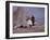 Woman Riding One of Her Reindeer in Outer Mongolia-Howard Sochurek-Framed Photographic Print