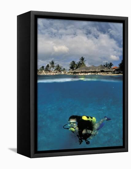 Woman Scuba Diving, Bonaire, Caribbean-Amos Nachoum-Framed Premier Image Canvas
