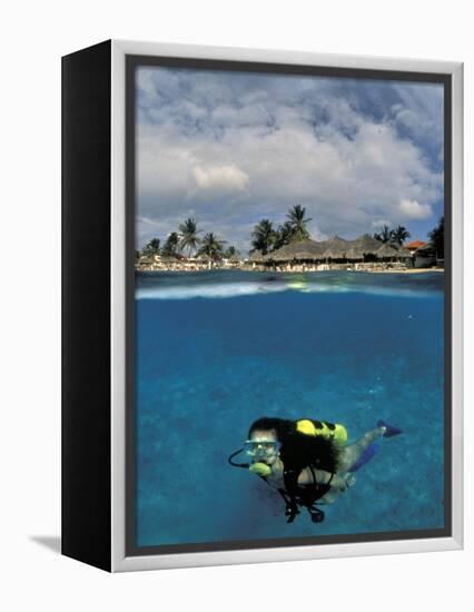 Woman Scuba Diving, Bonaire, Caribbean-Amos Nachoum-Framed Premier Image Canvas