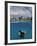 Woman Scuba Diving, Bonaire, Caribbean-Amos Nachoum-Framed Photographic Print