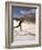 Woman Skiing Classic Nordic Style, Park City, Utah, USA-Howie Garber-Framed Photographic Print