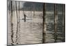 Woman Stands Up Paddle Boarding Through Trees Of Earthquake Lake In SW Montana, Near W Yellowstone-Austin Cronnelly-Mounted Photographic Print