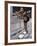 Woman Stretching Outdoors, New York, New York, USA-Chris Trotman-Framed Photographic Print