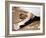 Woman Stretching-null-Framed Photographic Print