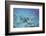 Woman Swimming in the Ocean-DLILLC-Framed Photographic Print