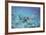 Woman Swimming in the Ocean-DLILLC-Framed Photographic Print