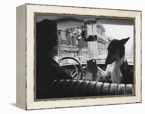 Woman Taxi Driver Sharing Front Seat with Pet Dog-Alfred Eisenstaedt-Framed Premier Image Canvas