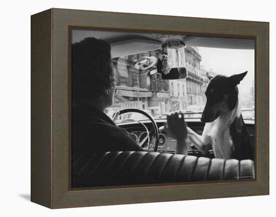 Woman Taxi Driver Sharing Front Seat with Pet Dog-Alfred Eisenstaedt-Framed Premier Image Canvas