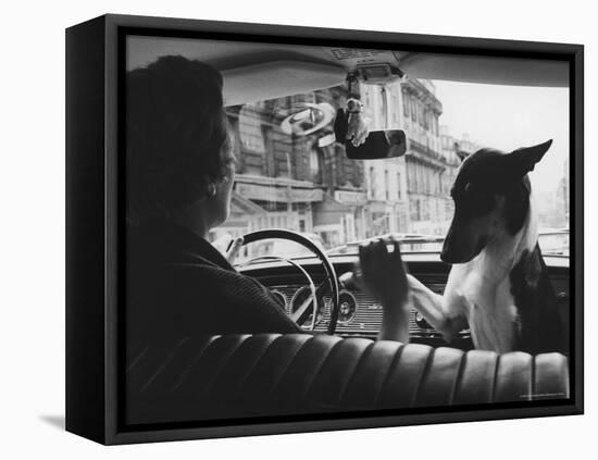 Woman Taxi Driver Sharing Front Seat with Pet Dog-Alfred Eisenstaedt-Framed Premier Image Canvas