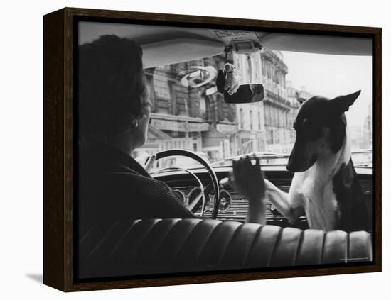 Woman Taxi Driver Sharing Front Seat with Pet Dog-Alfred Eisenstaedt-Framed Premier Image Canvas