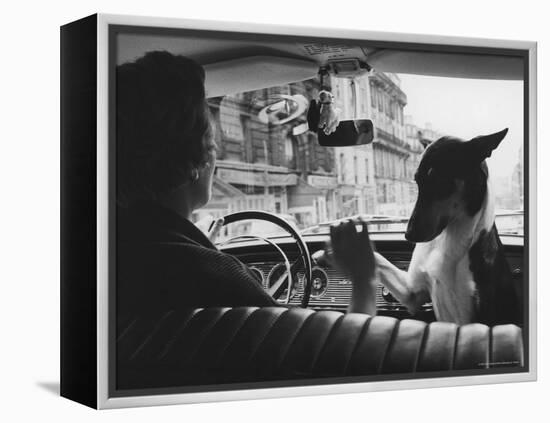 Woman Taxi Driver Sharing Front Seat with Pet Dog-Alfred Eisenstaedt-Framed Premier Image Canvas