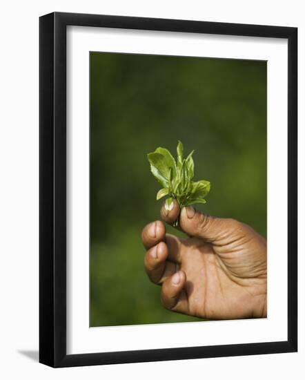 Woman Tea Picker Holding Tea Leaves, Goomtee Tea Estate, Kurseong, West Bengal, India-Jane Sweeney-Framed Photographic Print