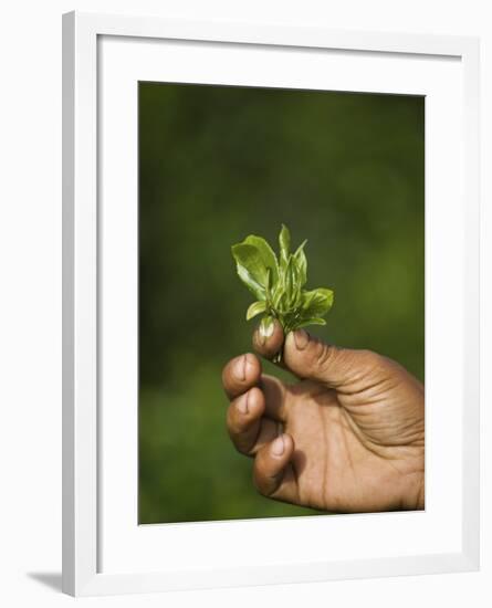 Woman Tea Picker Holding Tea Leaves, Goomtee Tea Estate, Kurseong, West Bengal, India-Jane Sweeney-Framed Photographic Print