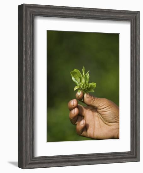 Woman Tea Picker Holding Tea Leaves, Goomtee Tea Estate, Kurseong, West Bengal, India-Jane Sweeney-Framed Photographic Print