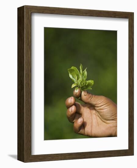 Woman Tea Picker Holding Tea Leaves, Goomtee Tea Estate, Kurseong, West Bengal, India-Jane Sweeney-Framed Photographic Print