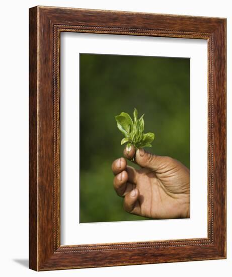 Woman Tea Picker Holding Tea Leaves, Goomtee Tea Estate, Kurseong, West Bengal, India-Jane Sweeney-Framed Photographic Print