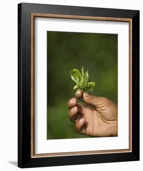 Woman Tea Picker Holding Tea Leaves, Goomtee Tea Estate, Kurseong, West Bengal, India-Jane Sweeney-Framed Photographic Print