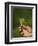 Woman Tea Picker Holding Tea Leaves, Goomtee Tea Estate, Kurseong, West Bengal, India-Jane Sweeney-Framed Photographic Print