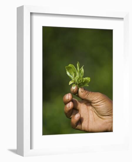 Woman Tea Picker Holding Tea Leaves, Goomtee Tea Estate, Kurseong, West Bengal, India-Jane Sweeney-Framed Photographic Print