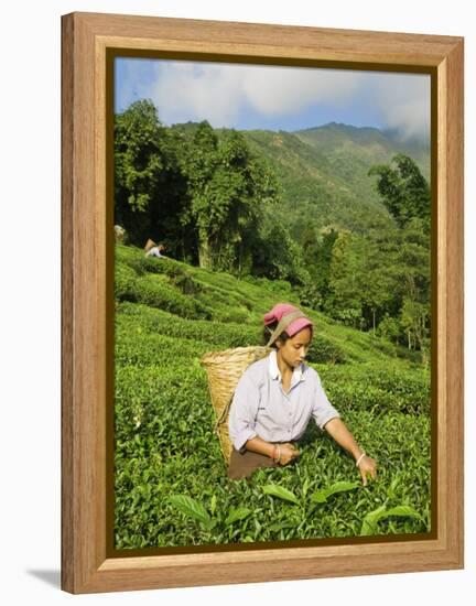 Woman Tea Picking, Goomtee Tea Estate, Kurseong, West Bengal, India-Jane Sweeney-Framed Premier Image Canvas