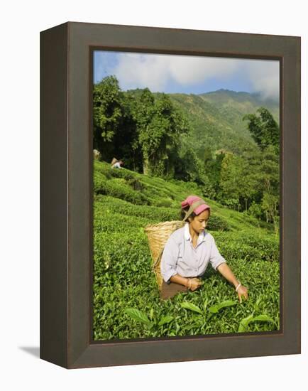 Woman Tea Picking, Goomtee Tea Estate, Kurseong, West Bengal, India-Jane Sweeney-Framed Premier Image Canvas