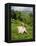 Woman Tea Picking, Goomtee Tea Estate, Kurseong, West Bengal, India-Jane Sweeney-Framed Premier Image Canvas