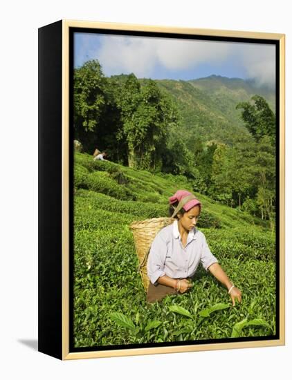 Woman Tea Picking, Goomtee Tea Estate, Kurseong, West Bengal, India-Jane Sweeney-Framed Premier Image Canvas