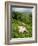 Woman Tea Picking, Goomtee Tea Estate, Kurseong, West Bengal, India-Jane Sweeney-Framed Photographic Print