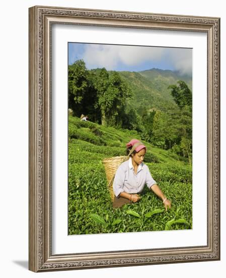 Woman Tea Picking, Goomtee Tea Estate, Kurseong, West Bengal, India-Jane Sweeney-Framed Photographic Print