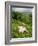 Woman Tea Picking, Goomtee Tea Estate, Kurseong, West Bengal, India-Jane Sweeney-Framed Photographic Print