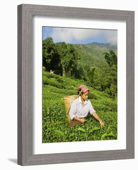 Woman Tea Picking, Goomtee Tea Estate, Kurseong, West Bengal, India-Jane Sweeney-Framed Photographic Print