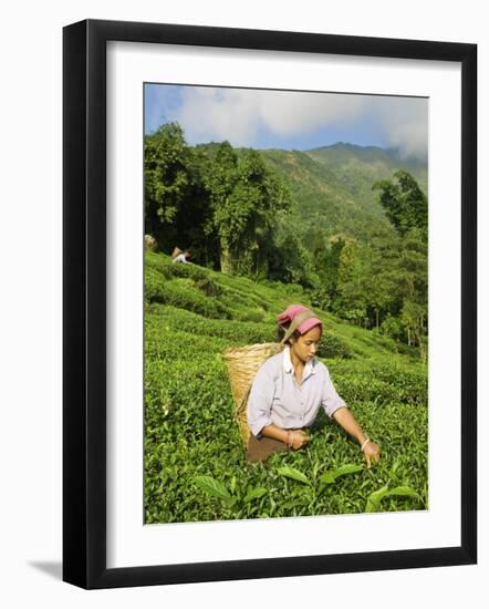 Woman Tea Picking, Goomtee Tea Estate, Kurseong, West Bengal, India-Jane Sweeney-Framed Photographic Print