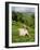 Woman Tea Picking, Goomtee Tea Estate, Kurseong, West Bengal, India-Jane Sweeney-Framed Photographic Print