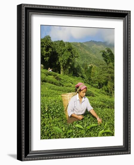 Woman Tea Picking, Goomtee Tea Estate, Kurseong, West Bengal, India-Jane Sweeney-Framed Photographic Print