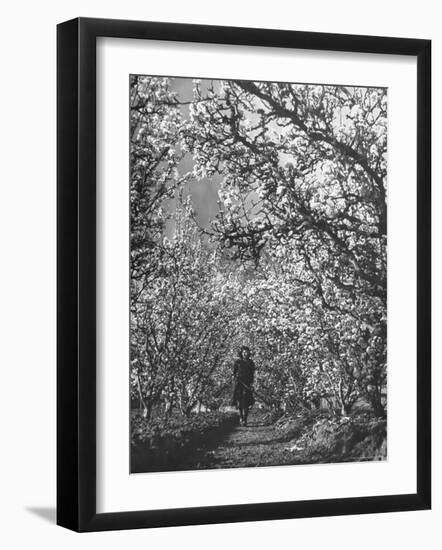 Woman Walking Among Pear Trees in Full Bloom-Ralph Morse-Framed Photographic Print