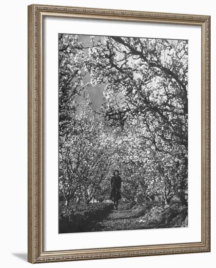 Woman Walking Among Pear Trees in Full Bloom-Ralph Morse-Framed Photographic Print