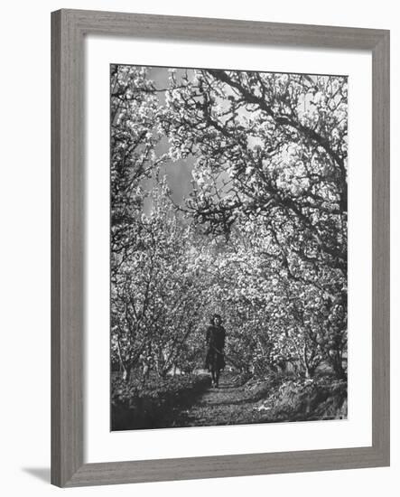 Woman Walking Among Pear Trees in Full Bloom-Ralph Morse-Framed Photographic Print