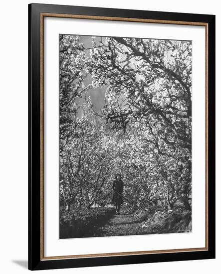 Woman Walking Among Pear Trees in Full Bloom-Ralph Morse-Framed Photographic Print
