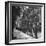 Woman Walking Down Street in Front of Apartment Buildings-Ed Clark-Framed Photographic Print