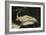 Woman with a Parrot, 1866-Gustave Courbet-Framed Giclee Print