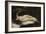 Woman with a Parrot, 1866-Gustave Courbet-Framed Giclee Print