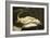 Woman with a Parrot-Gustave Courbet-Framed Art Print