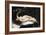 Woman with a Parrot-Gustave Courbet-Framed Giclee Print